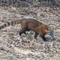 Nasenbär
