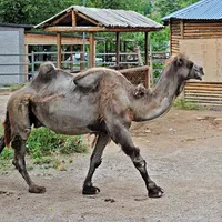 Kamel