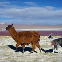 Lama