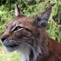 Eurasischer Luchs