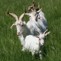 Girgentana-Ziege