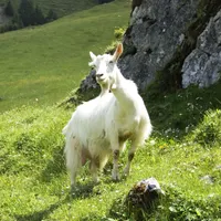 Appenzellerziege