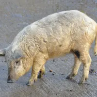 Mangalica-Schwein
