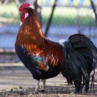 Altsteirer Huhn