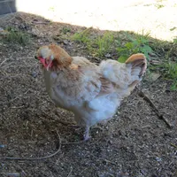 Das Sulmtaler Huhn