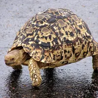 Pantherschildkröte