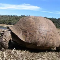 Landschildkröten