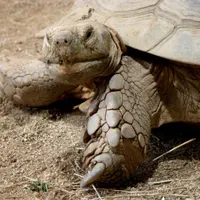 Spornschildkröte