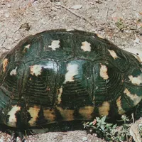 Breitrandschildkröte