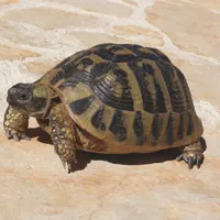Griechische Landschildkröte